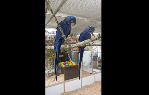 Aussen-Voliere für Ara-Papageien